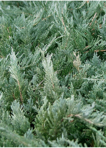 JUNIPERUS media Pfitzeriana GLAUCA