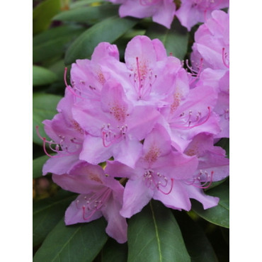 RHODODENDRON CATAWBIENSE GRANDIFLORUM