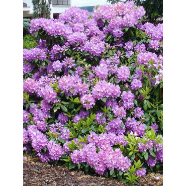 RHODODENDRON CATAWBIENSE GRANDIFLORUM