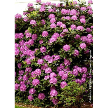 RHODODENDRON FASTUOSUM PLENUM