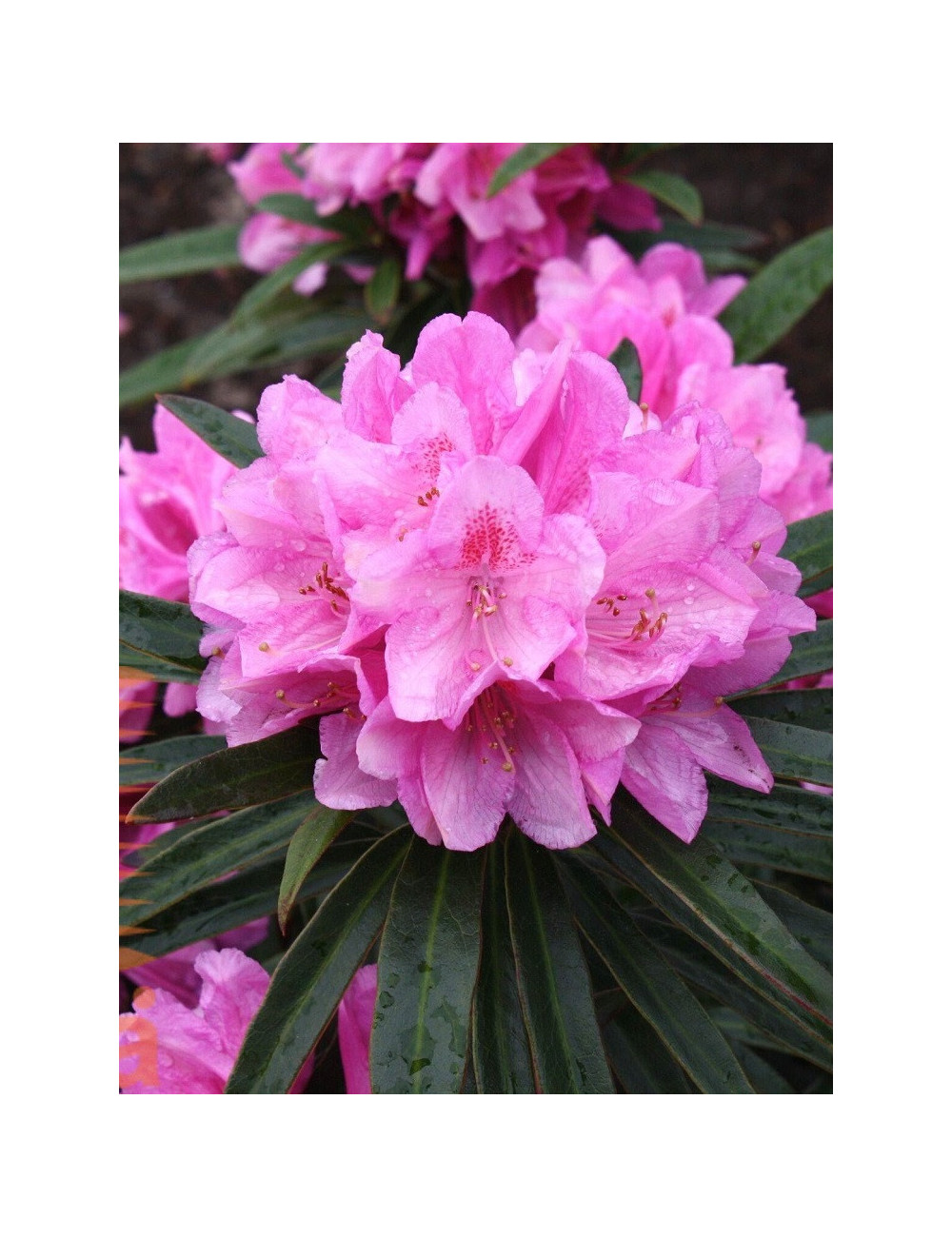 RHODODENDRON GRAZIELLA