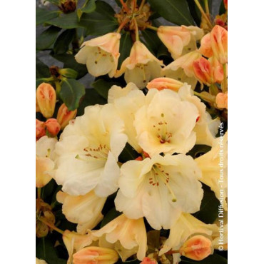 RHODODENDRON HORIZON MONARCH