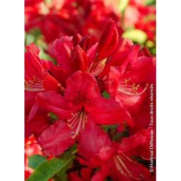 RHODODENDRON HUGH KOSTER