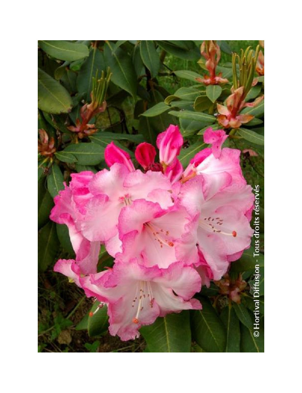 RHODODENDRON LEM'S MONARCH