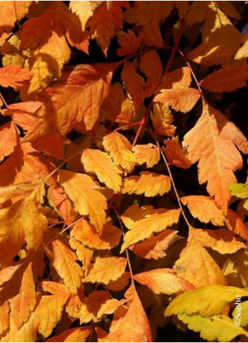 KOELREUTERIA paniculata CORAL SUN