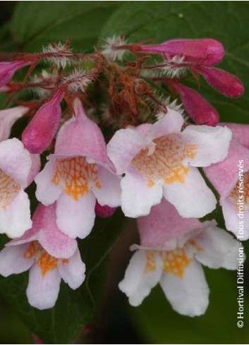 KOLKWITZIA amabilis Pink Cloud