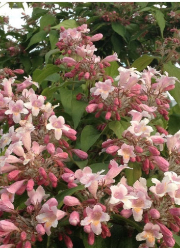 KOLKWITZIA amabilis Pink Cloud