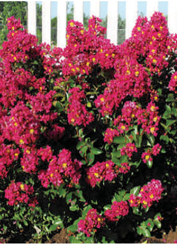 LAGERSTROEMIA BERRY DAZZLE