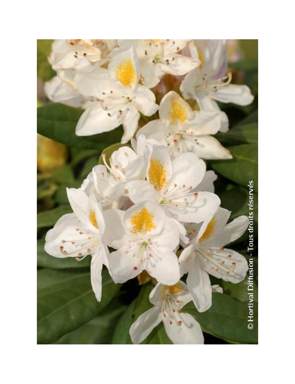 RHODODENDRON MADAME MASSON