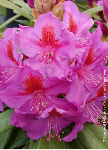 RHODODENDRON RED EYE