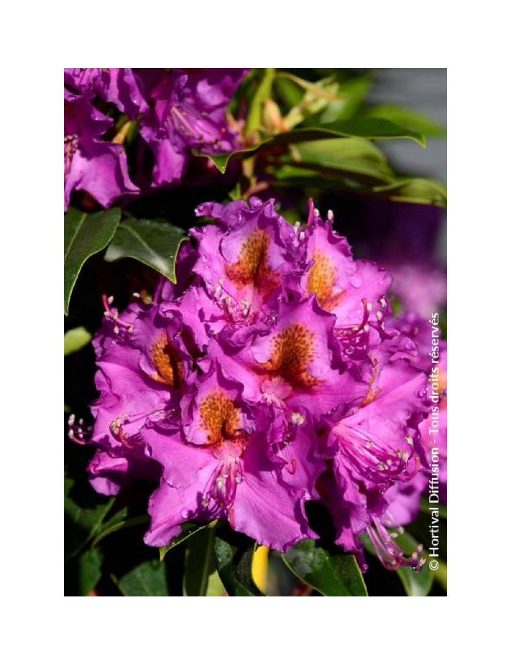 RHODODENDRON RED EYE