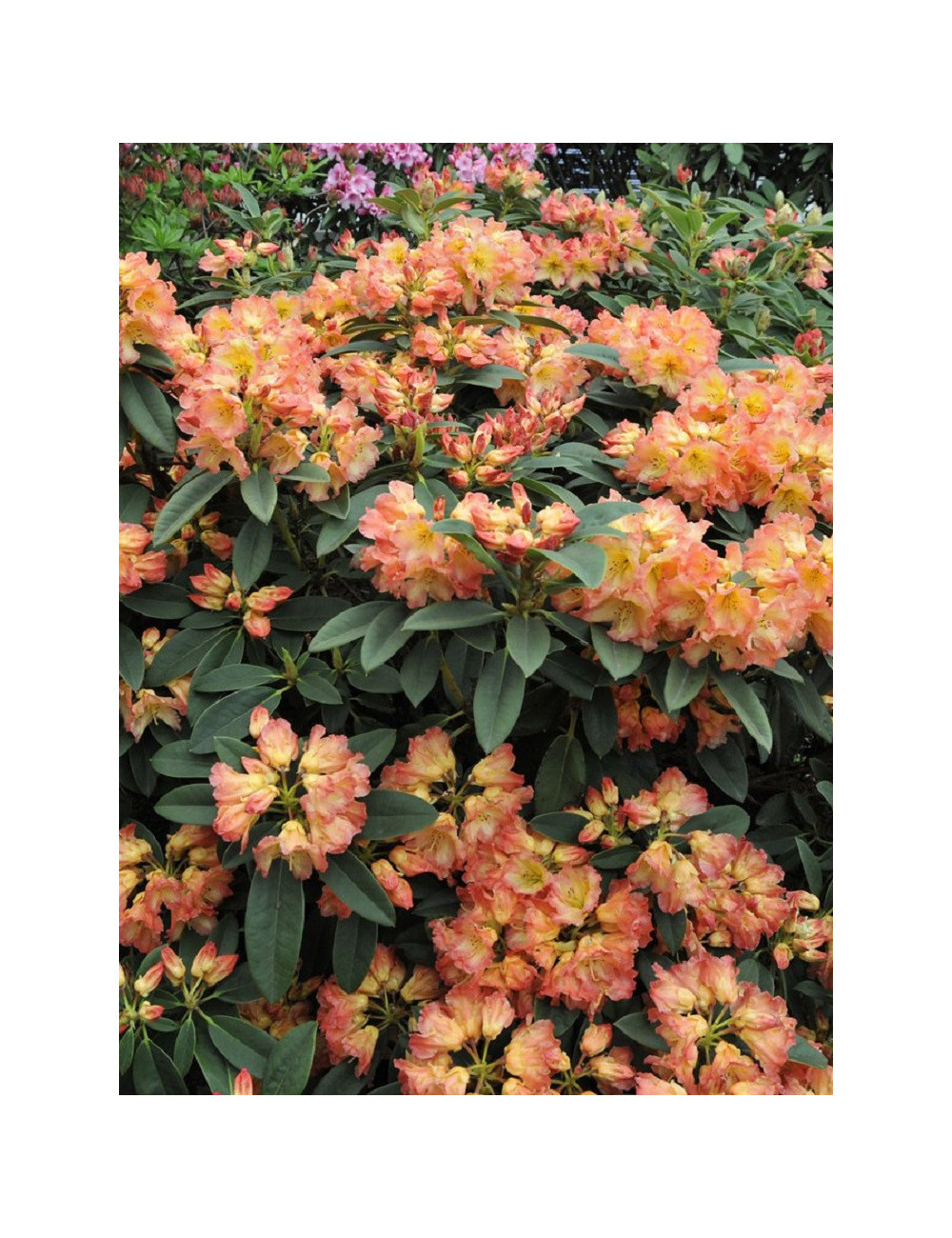 RHODODENDRON SUN FIRE