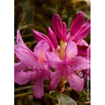 RHODODENDRON ponticum VARIEGATUM