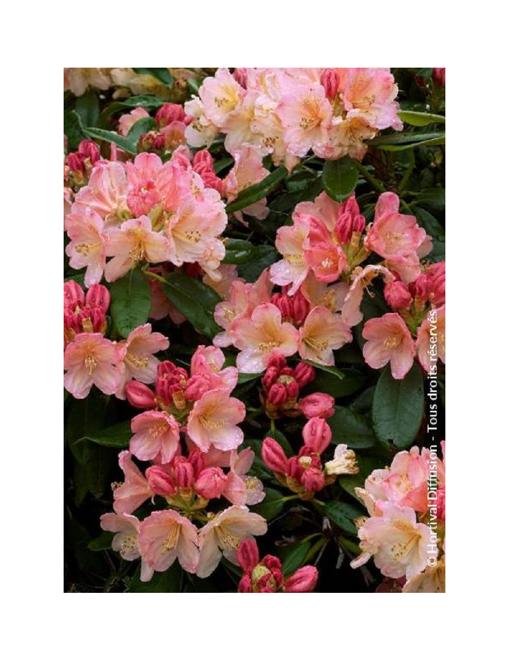 RHODODENDRON PERCY WISEMAN