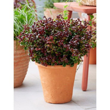 LEUCOTHOE axillaris CURLY RED