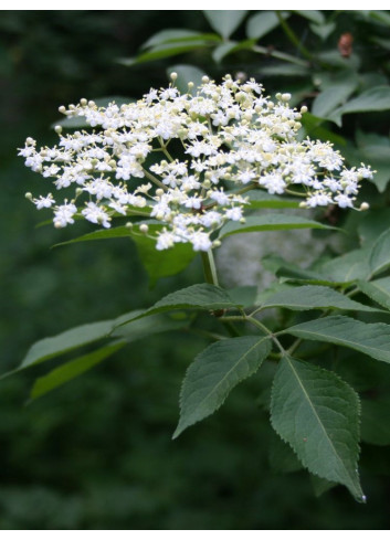 SAMBUCUS nigra