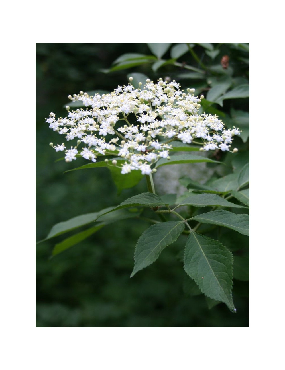 SAMBUCUS nigra