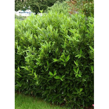 PRUNUS laurocerasus OTTO LUYKEN