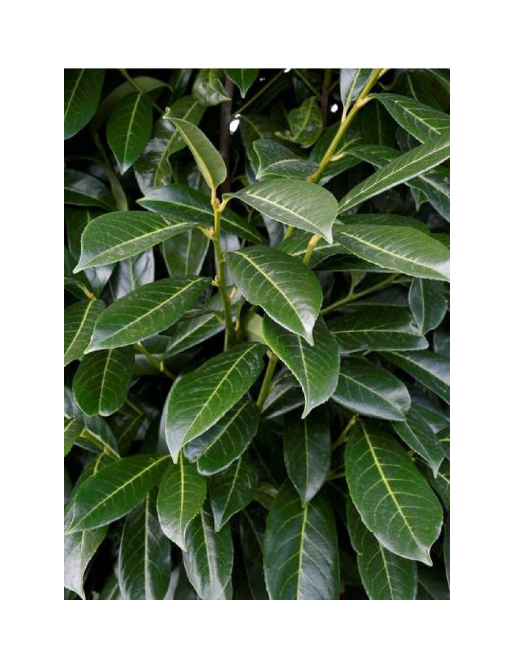 PRUNUS laurocerasus CAUCASICA