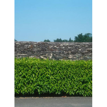 PRUNUS laurocerasus CAUCASICA