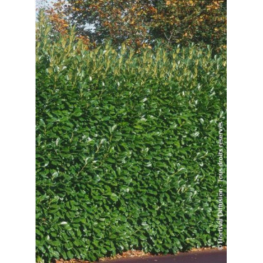 PRUNUS laurocerasus ROTUNDIFOLIA