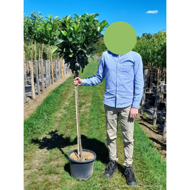 PRUNUS laurocerasus ETNA