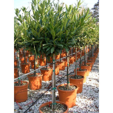 Topiaire (Plante taillée) - PRUNUS laurocerasus OTTO LUYKEN (Laurier-cerise, Laurier-amande, Laurier palme)