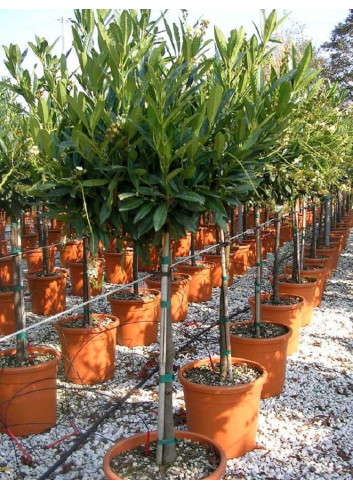 Topiaire (Plante taillée) - PRUNUS laurocerasus OTTO LUYKEN (Laurier-cerise, Laurier-amande, Laurier palme)