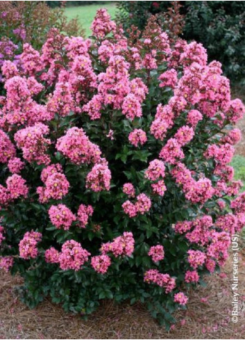 LAGERSTROEMIA CORAL MAGIC