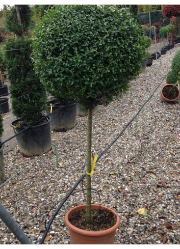 LIGUSTRUM delavayanum