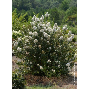 LAGERSTROEMIA ENDURING WHITE