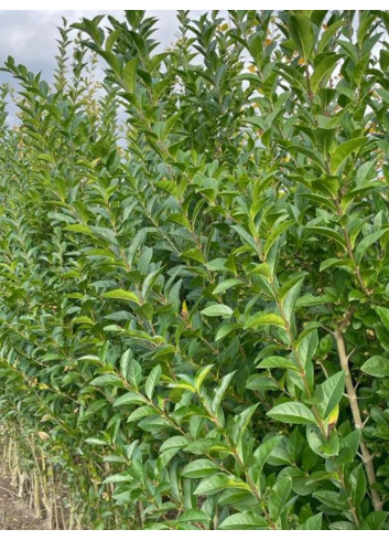LIGUSTRUM ovalifolium
