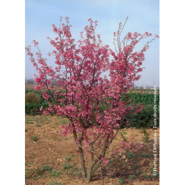 PRUNUS kurilensis RUBY