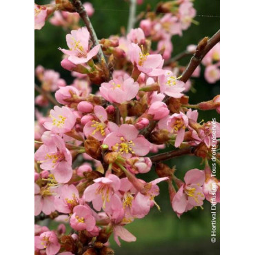 PRUNUS kurilensis RUBY