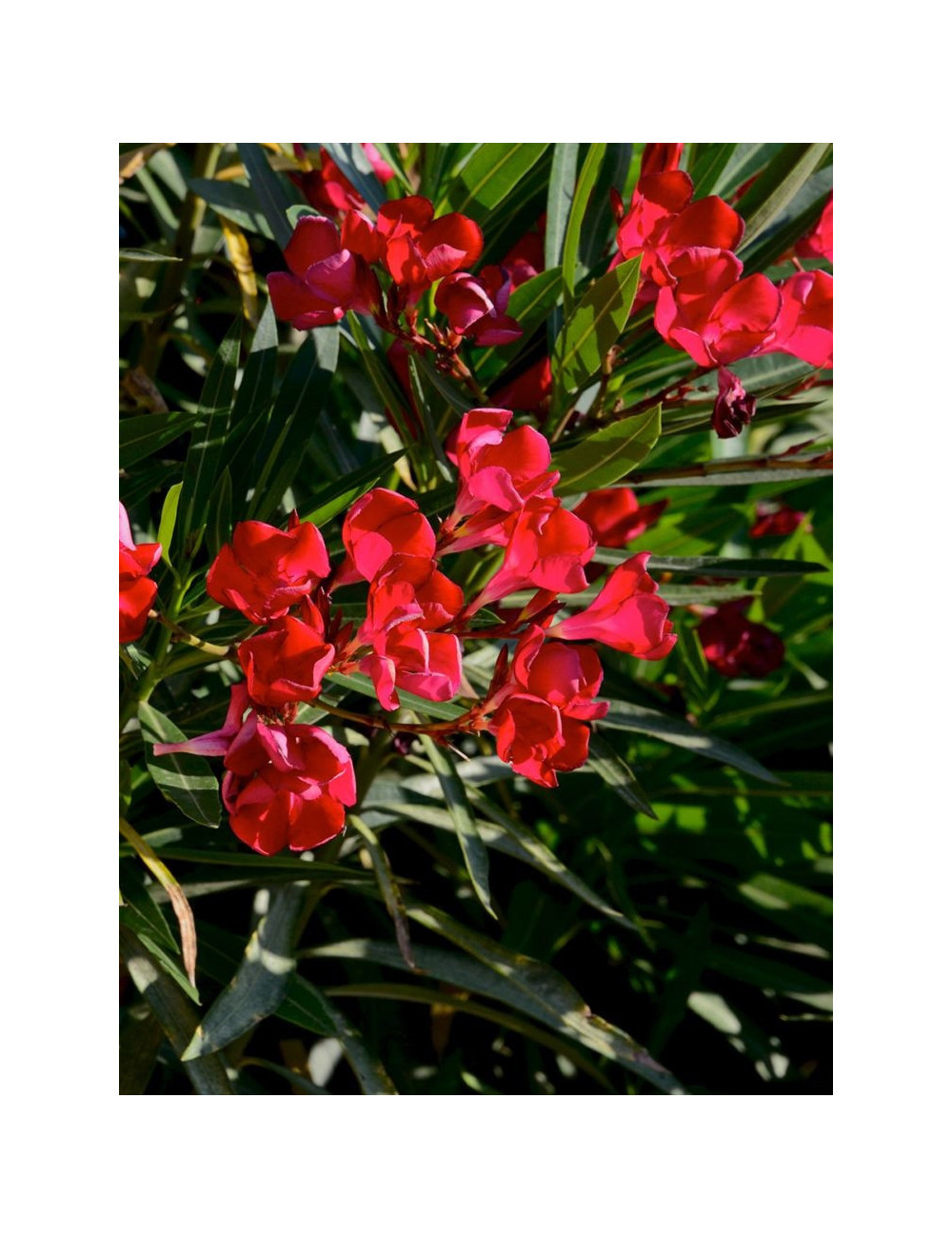 NERIUM oleander ROUGE
