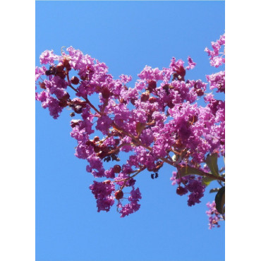 LAGERSTROEMIA TERRE CHINOISE