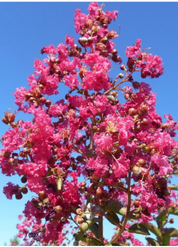 LAGERSTROEMIA YANG TSE