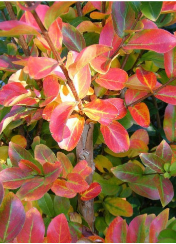 LAGERSTROEMIA YANG TSE