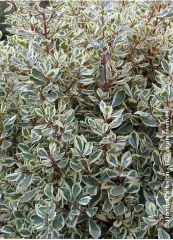 RHAMNUS alaternus ARGENTEOVARIEGATUS