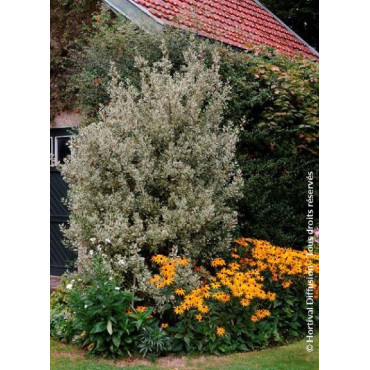 RHAMNUS alaternus ARGENTEOVARIEGATUS