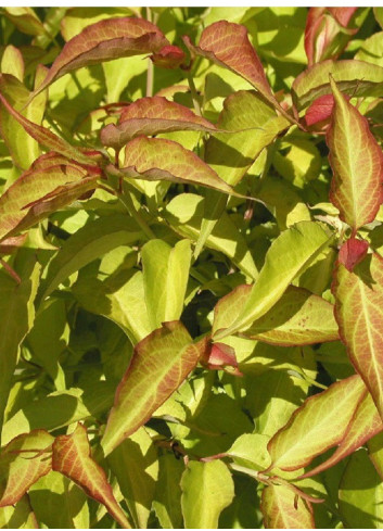 LEYCESTERIA formosa GOLDEN LANTERNS