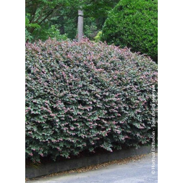 LOROPETALUM chinense FIRE DANCE