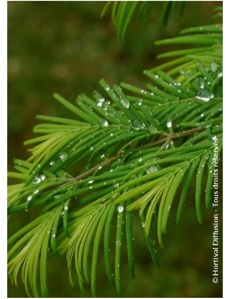 METASEQUOIA glyptostroboides