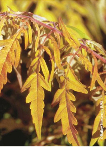 RHUS typhina TIGER EYES