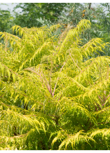 RHUS typhina TIGER EYES