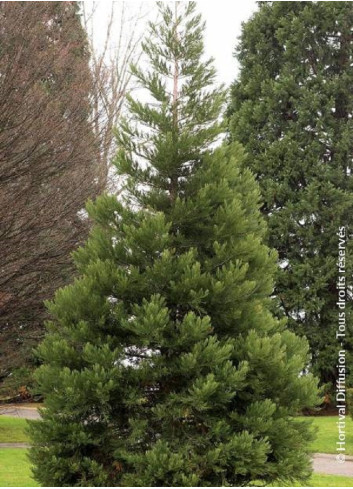 SEQUOIADENDRON giganteum