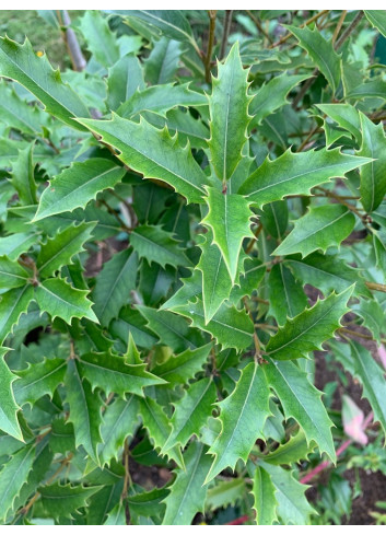 OSMANTHUS armatus