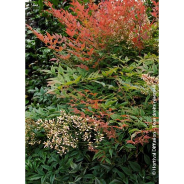 NANDINA domestica