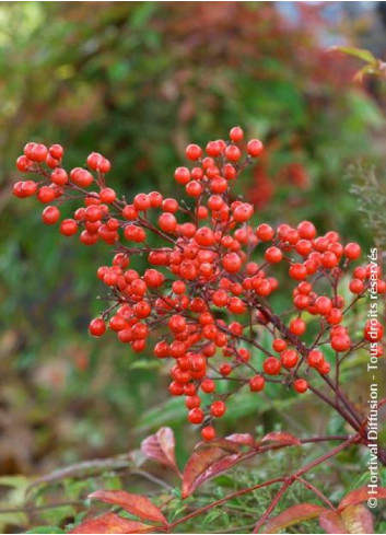 NANDINA domestica