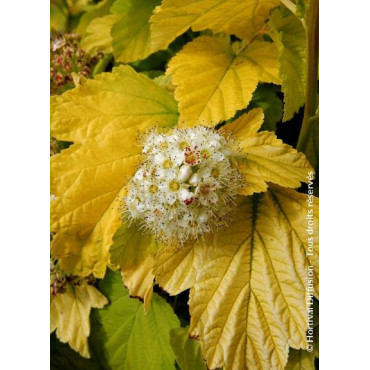 PHYSOCARPUS opulifolius ANGEL GOLD